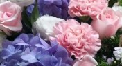 诚信鲜花屋