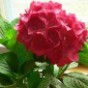 乐淘花卉园林