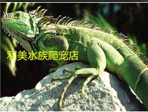 水族新达人的LOGO