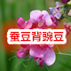 蚕豆背豌豆