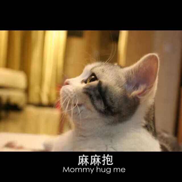 小雏菊私房猫屋CFA注册猫舍