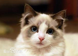 布偶猫彩妆的LOGO