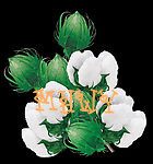 棉花物语