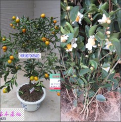 嫁接油茶苗
