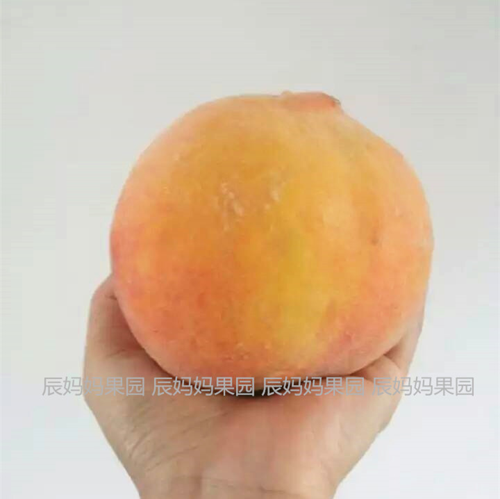辰妈妈果园