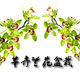 芊卉兰花盆栽直销店