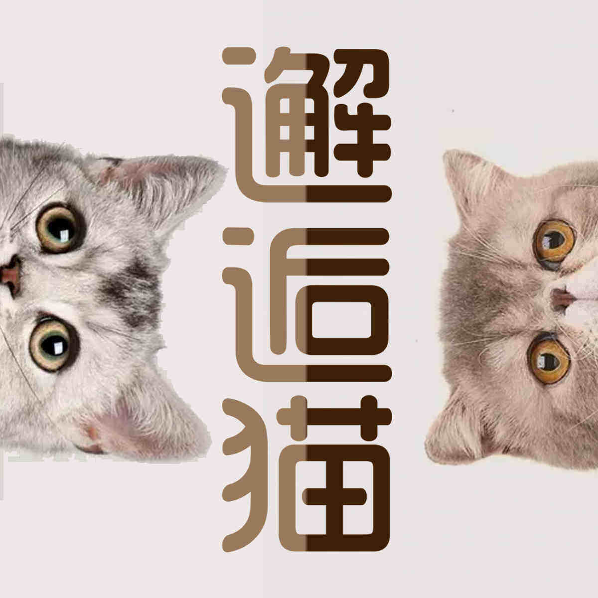 邂逅猫