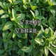 老三兴鲜蔬的LOGO