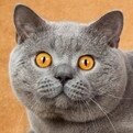 大猫家天然护肤的LOGO