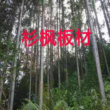 杉枫板材