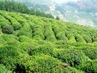 茗晴茶庄