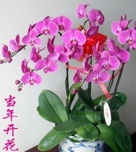 龙腾园林绿化