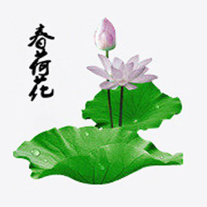 春荷花茶叶