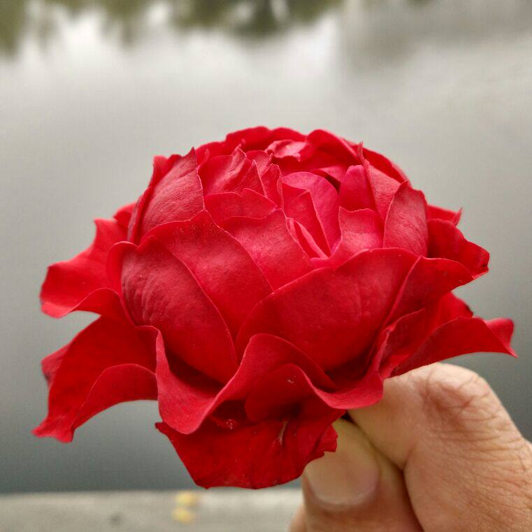雨花石13132267529