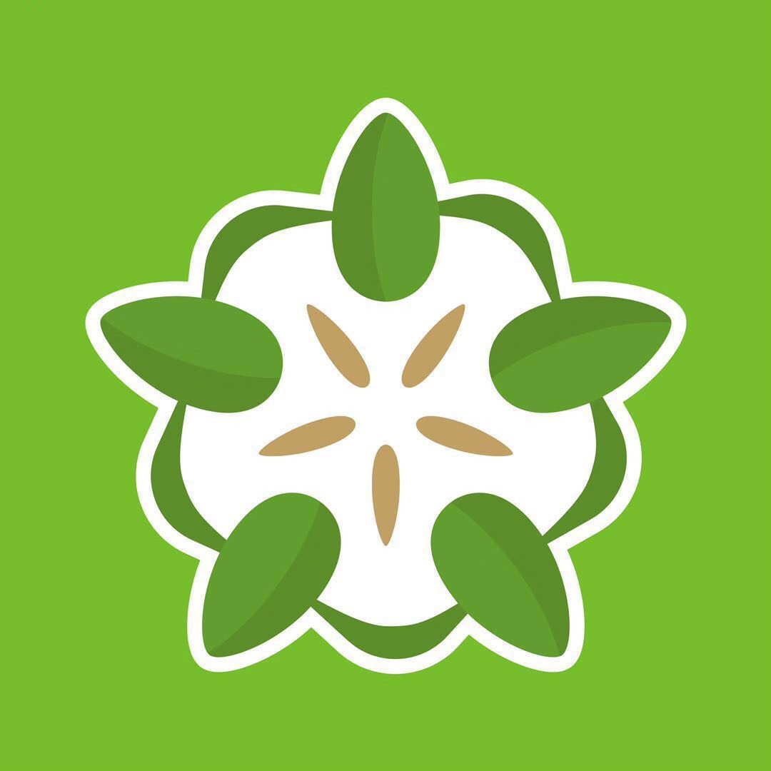 兰香子珍稀草本抗衰