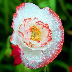 花好月圆正品睡莲基地