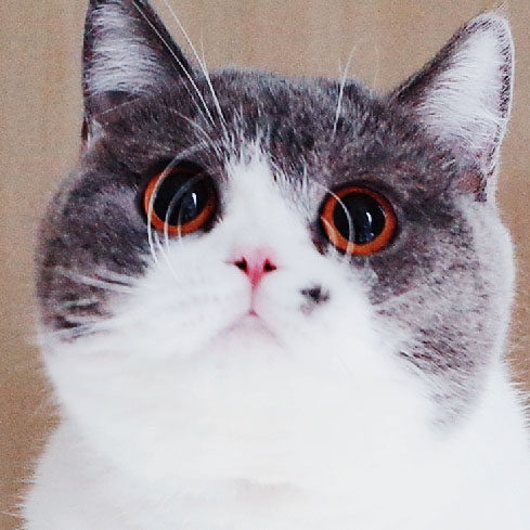 猫皇后小咖
