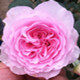刘晏月季园的LOGO