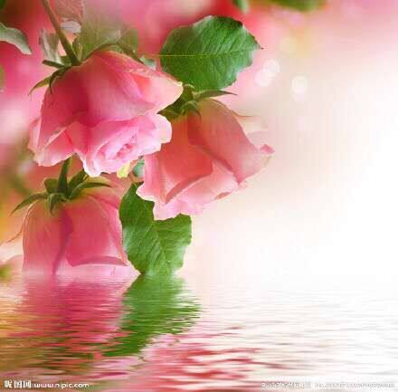 玫瑰花园 Rose Garden