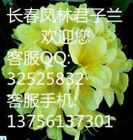 长春凤林君子兰