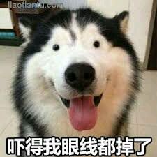 皮皮虾你个拉拉狗