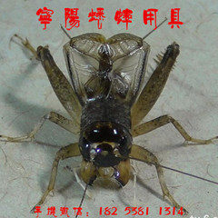 宁阳蟋蟀用具的LOGO