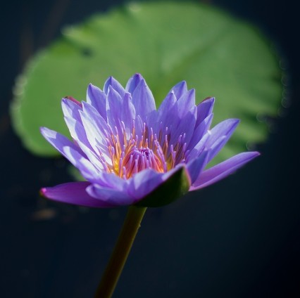 印花之缘养发