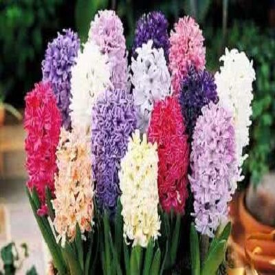 闹闹干花装饰