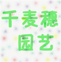 千麦穗 园艺