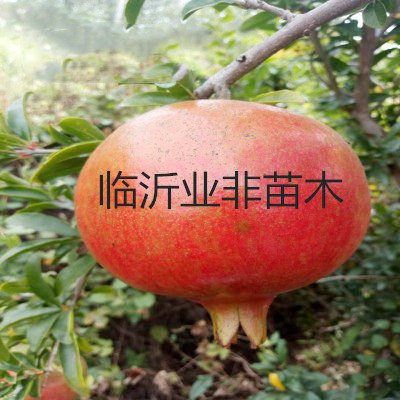 临沂业非苗木有限公司