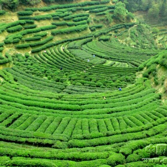 桂东农家茶