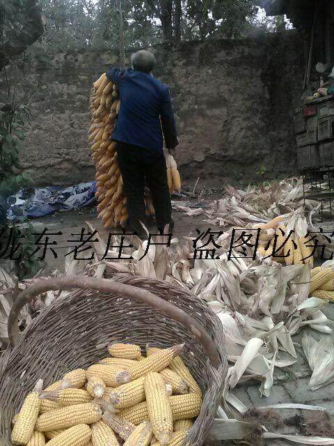 陇东老庄户