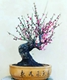 老花匠盆景的LOGO