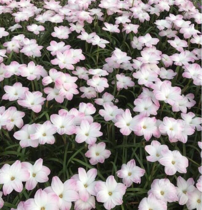 吞吞的花园