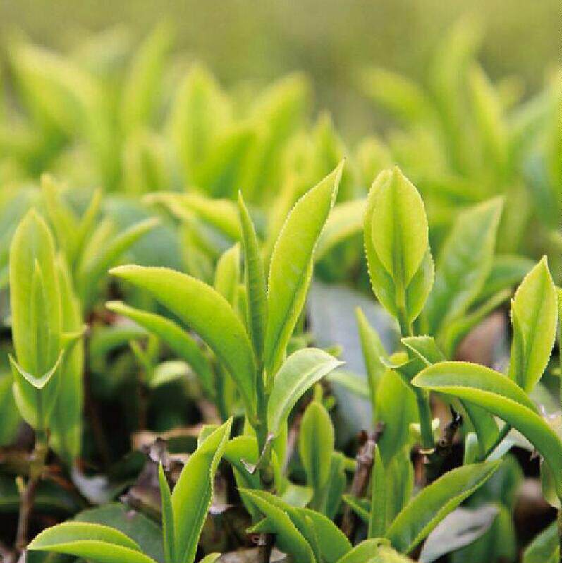 鑫豪茶业