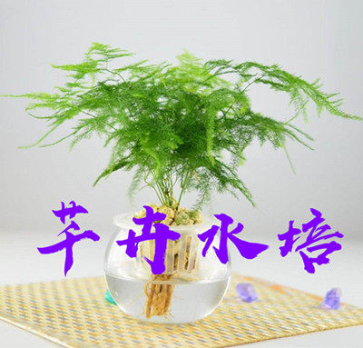 芊卉园艺花卉基地