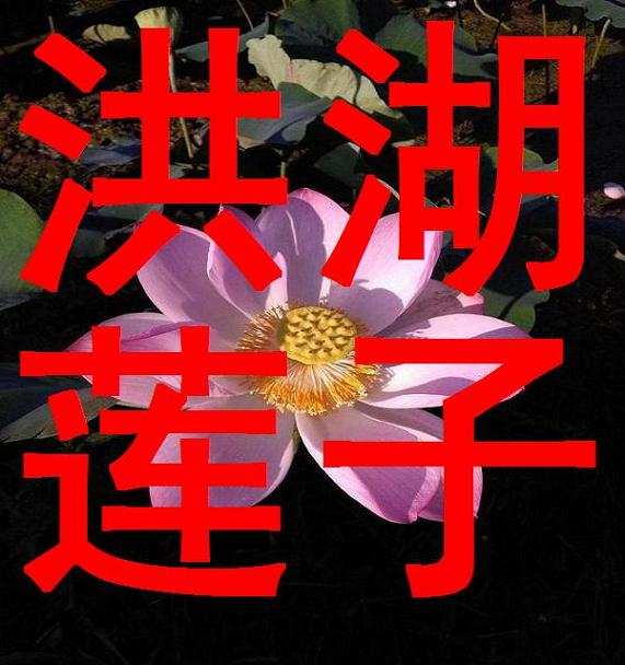 龍明洪湖莲子的LOGO