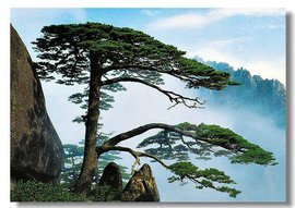 时尚菲比服饰