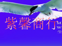 广州紫馨商行