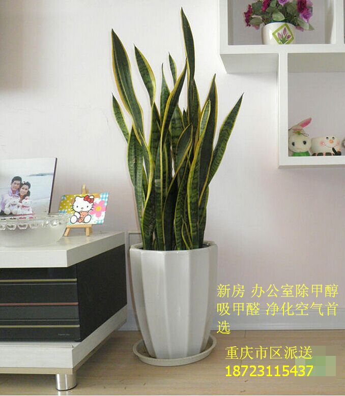 小清新重庆植物花卉