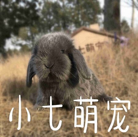 小七萌宠007