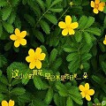 布语华年