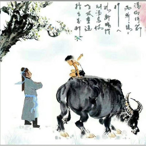 古酒飘香杏花缘