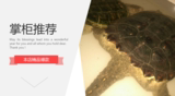龟和龟用品的LOGO