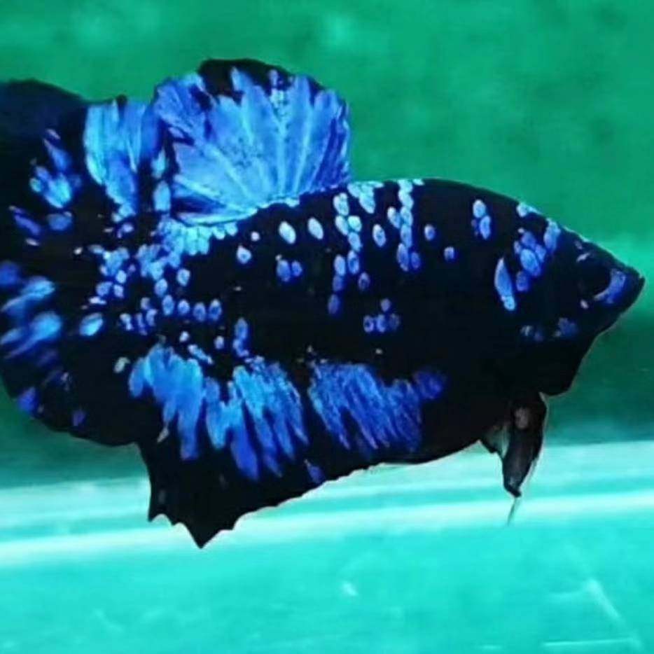 五彩水族的LOGO