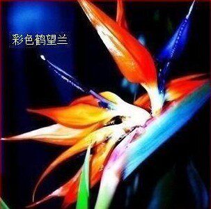 涵笑园艺的LOGO
