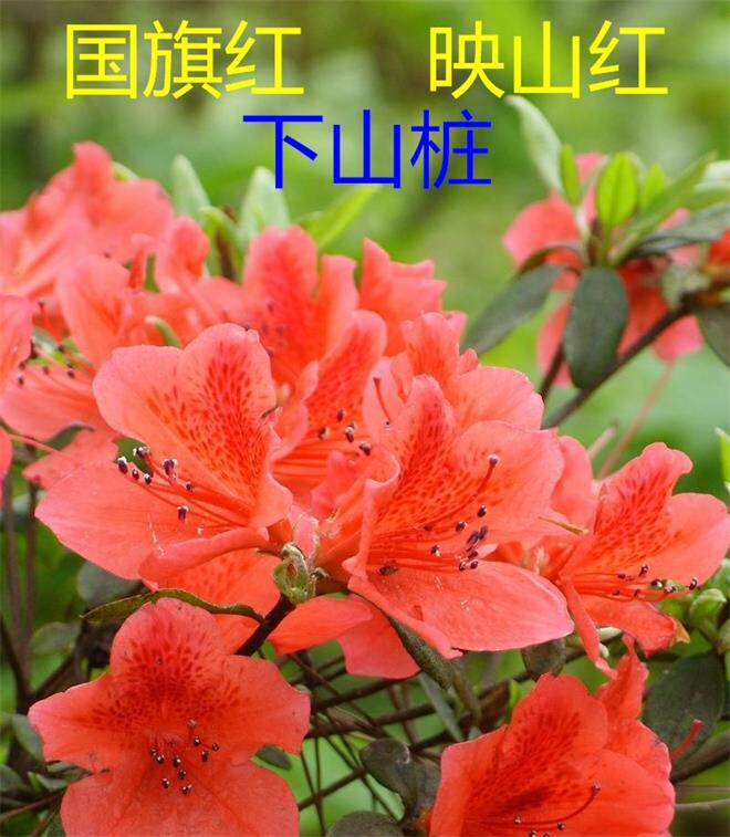 棒棒糖园艺