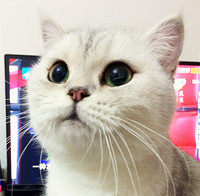 YES猫の殿