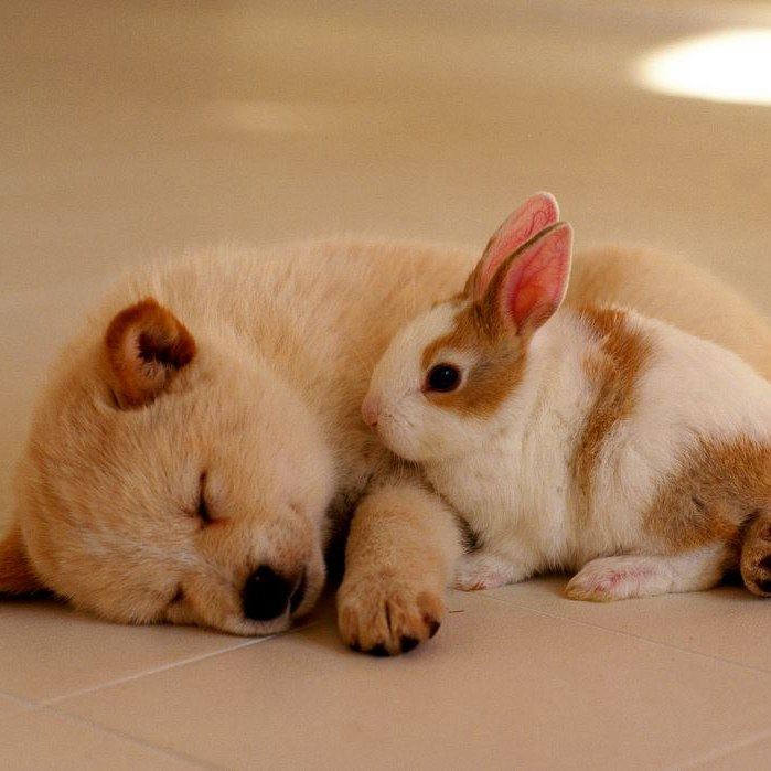 Pet Soft