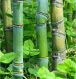 茂盛花卉园林的LOGO